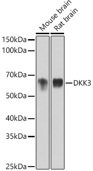 DKK3 Rabbit monoclonal antibody