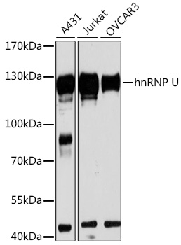 hnRNP U Rabbit polyclonal antibody