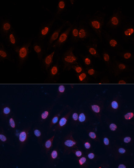 hnRNP U Rabbit polyclonal antibody