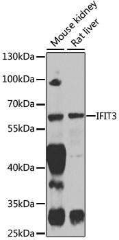 IFIT3 Rabbit polyclonal antibody