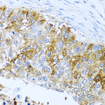 IFIT3 Rabbit polyclonal antibody