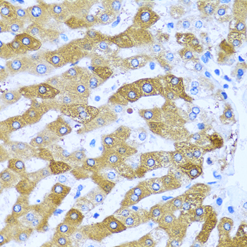 IFIT3 Rabbit polyclonal antibody