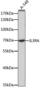 IL3RA Rabbit polyclonal antibody