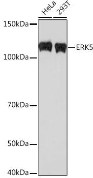 ERK5 Rabbit monoclonal antibody