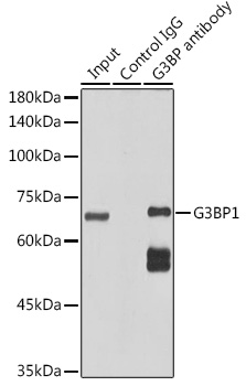 G3BP1 Rabbit monoclonal antibody