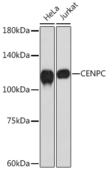 CENPC Rabbit monoclonal antibody