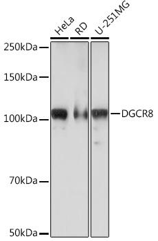 DGCR8 Rabbit monoclonal antibody