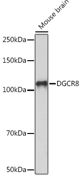 DGCR8 Rabbit monoclonal antibody