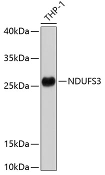 NDUFS3 Rabbit polyclonal antibody
