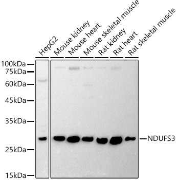 NDUFS3 Rabbit polyclonal antibody