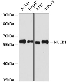 [KO Validated] NUCB1 Rabbit polyclonal antibody