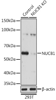 [KO Validated] NUCB1 Rabbit polyclonal antibody
