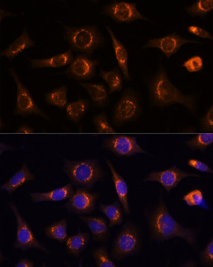 [KO Validated] NUCB1 Rabbit polyclonal antibody