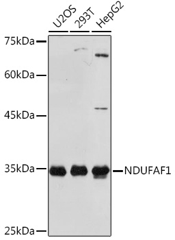 NDUFAF1 Rabbit monoclonal antibody