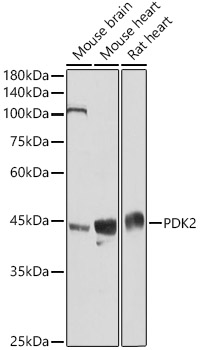 PDK2 Rabbit polyclonal antibody