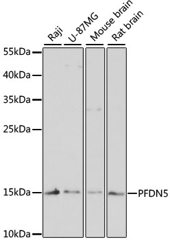 PFDN5 Rabbit polyclonal antibody