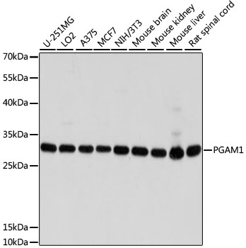 PGAM1 Rabbit polyclonal antibody