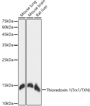 Thioredoxin 1 (Trx1/TXN) Rabbit monoclonal antibody