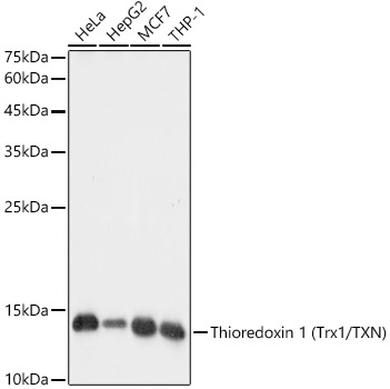 Thioredoxin 1 (Trx1/TXN) Rabbit monoclonal antibody