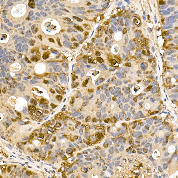 Thioredoxin 1 (Trx1/TXN) Rabbit monoclonal antibody