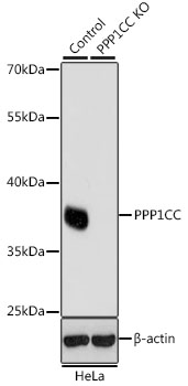 [KO Validated] PPP1CC Rabbit polyclonal antibody