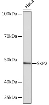 SKP2 Rabbit monoclonal antibody