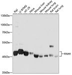 Western blot - RNH1 Rabbit pAb (A4079)