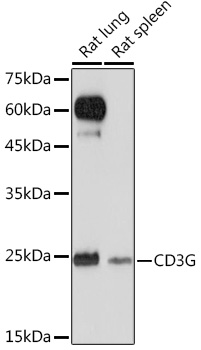 CD3G Rabbit monoclonal antibody