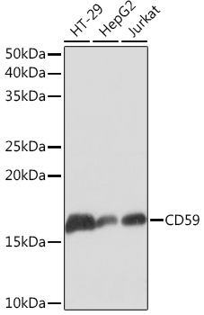 CD59 Rabbit monoclonal antibody