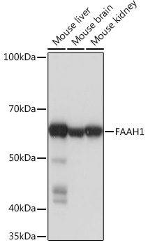 FAAH1 Rabbit monoclonal antibody