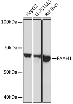 FAAH1 Rabbit monoclonal antibody