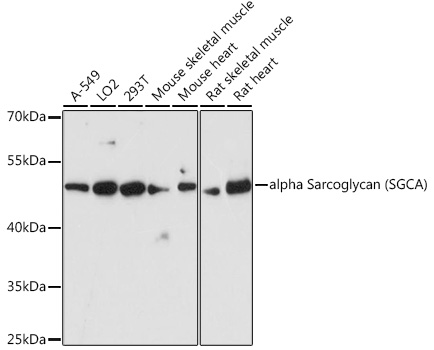 alpha Sarcoglycan (SGCA) Rabbit polyclonal antibody