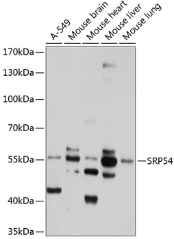 SRP54 Rabbit pAb