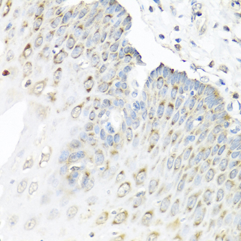 Staufen Rabbit polyclonal antibody