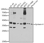 Western blot - Syntaxin 4 Rabbit pAb (A4133)