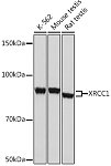 Western blot - XRCC1 Rabbit mAb (A4135)