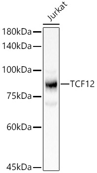 TCF12 Rabbit polyclonal antibody