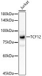 Western blot - TCF12 Rabbit pAb (A4146)