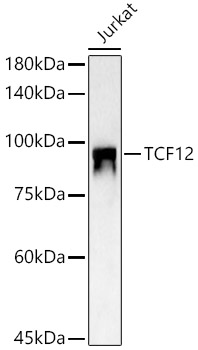 TCF12 Rabbit polyclonal antibody