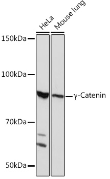 G Gamma-Catenin Rabbit monoclonal antibody