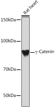 G Gamma-Catenin Rabbit monoclonal antibody