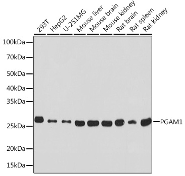 PGAM1 Rabbit monoclonal antibody