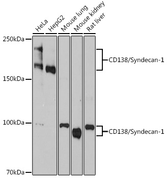 CD138/Syndecan-1 Rabbit monoclonal antibody