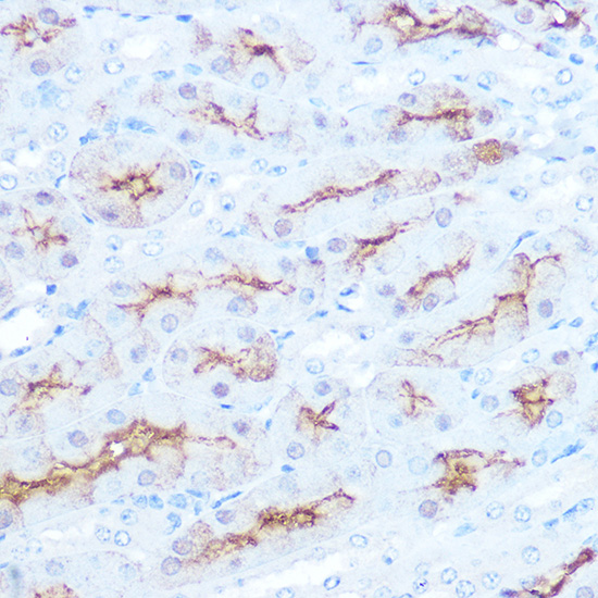 CD138/Syndecan-1 Rabbit monoclonal antibody