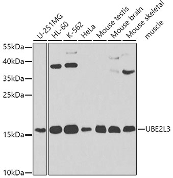 UBE2L3 Rabbit polyclonal antibody