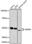 Western blot - ESRRA Rabbit mAb (A4176)