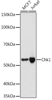 Chk1 Rabbit monoclonal antibody