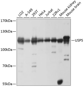 USP5 Rabbit polyclonal antibody