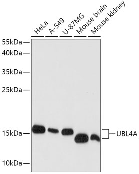 UBL4A Rabbit polyclonal antibody
