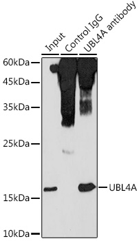 UBL4A Rabbit polyclonal antibody